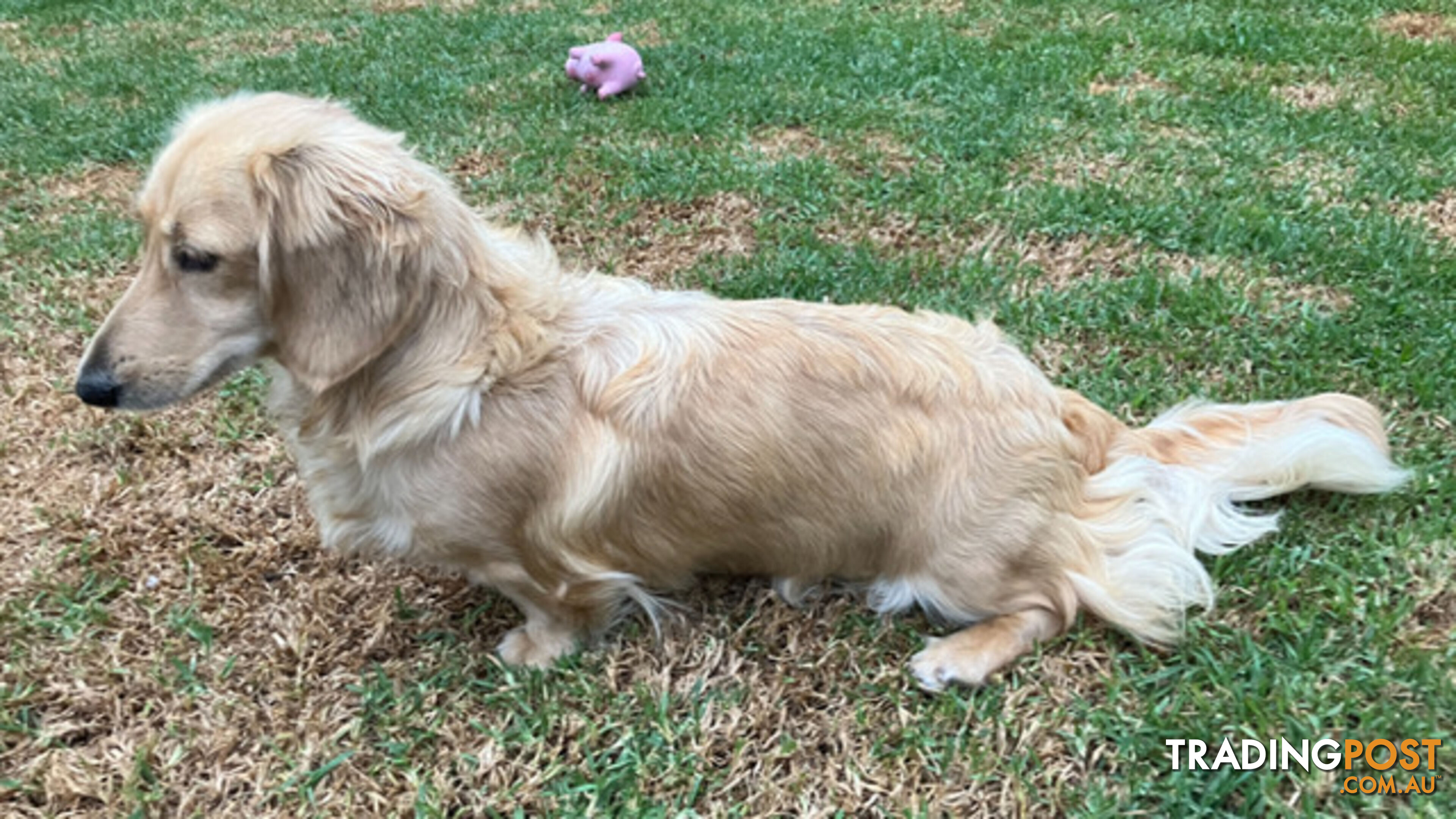 Beautiful Creamy Dreamy Miniature Longhaired Dachshund Puppies