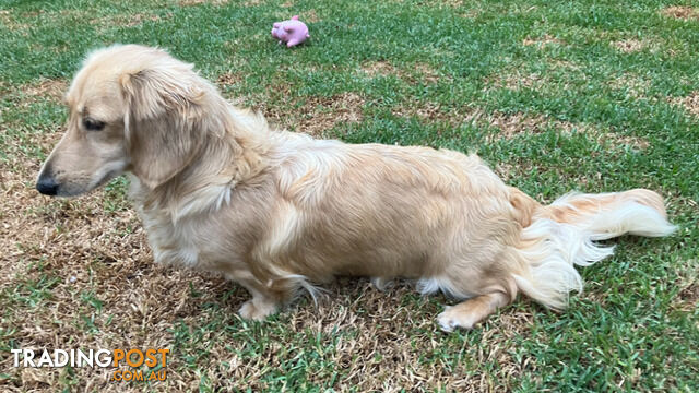 Beautiful Creamy Dreamy Miniature Longhaired Dachshund Puppies