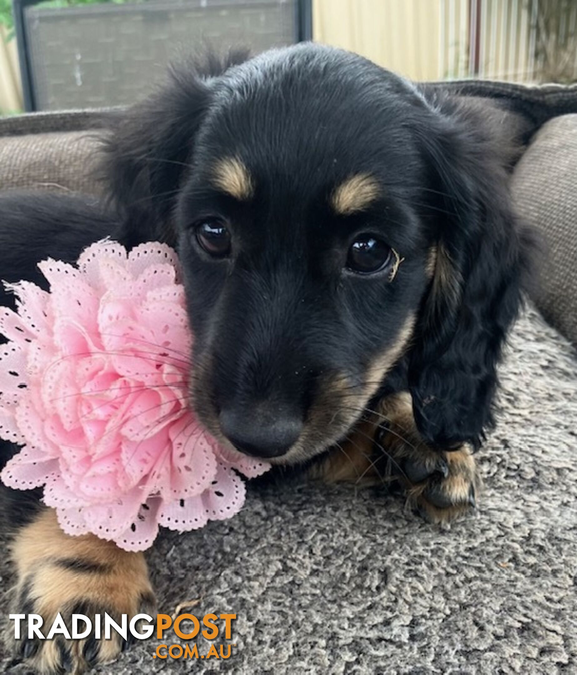 Beautiful Creamy Dreamy Miniature Longhaired Dachshund Puppies