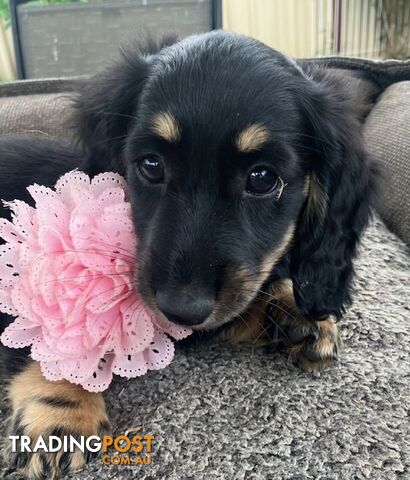 Beautiful Creamy Dreamy Miniature Longhaired Dachshund Puppies