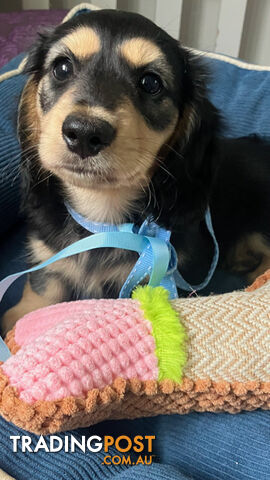 Beautiful Creamy Dreamy Miniature Longhaired Dachshund Puppies