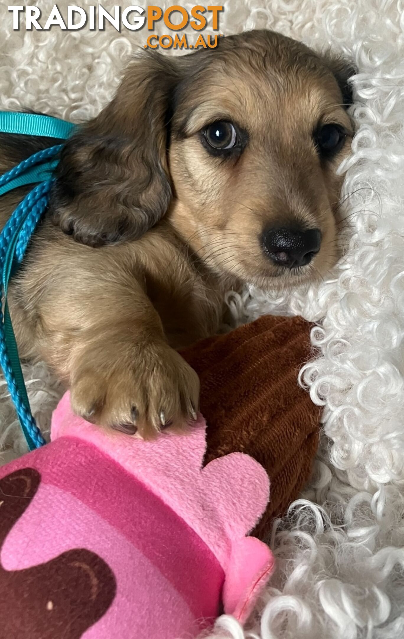 Beautiful Creamy Dreamy Miniature Longhaired Dachshund Puppies