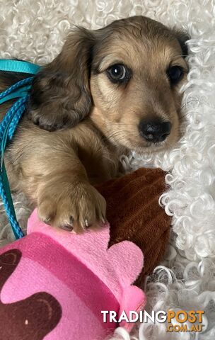 Beautiful Creamy Dreamy Miniature Longhaired Dachshund Puppies