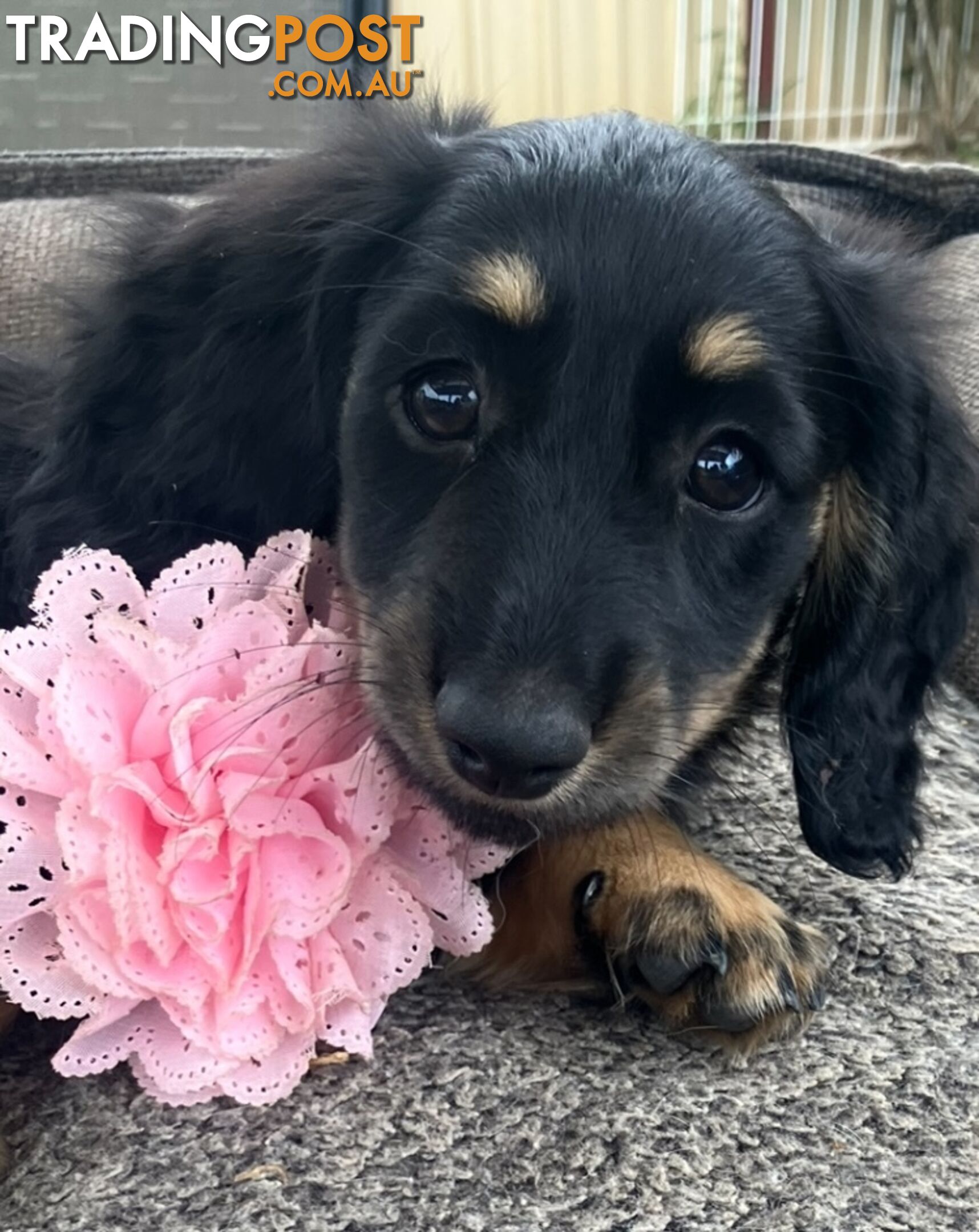 Beautiful Creamy Dreamy Miniature Longhaired Dachshund Puppies