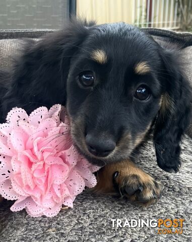 Beautiful Creamy Dreamy Miniature Longhaired Dachshund Puppies