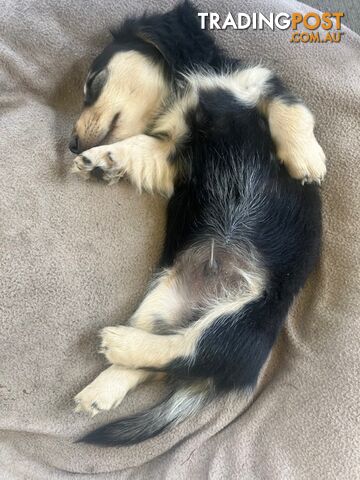 Beautiful Creamy Dreamy Miniature Longhaired Dachshund Puppies