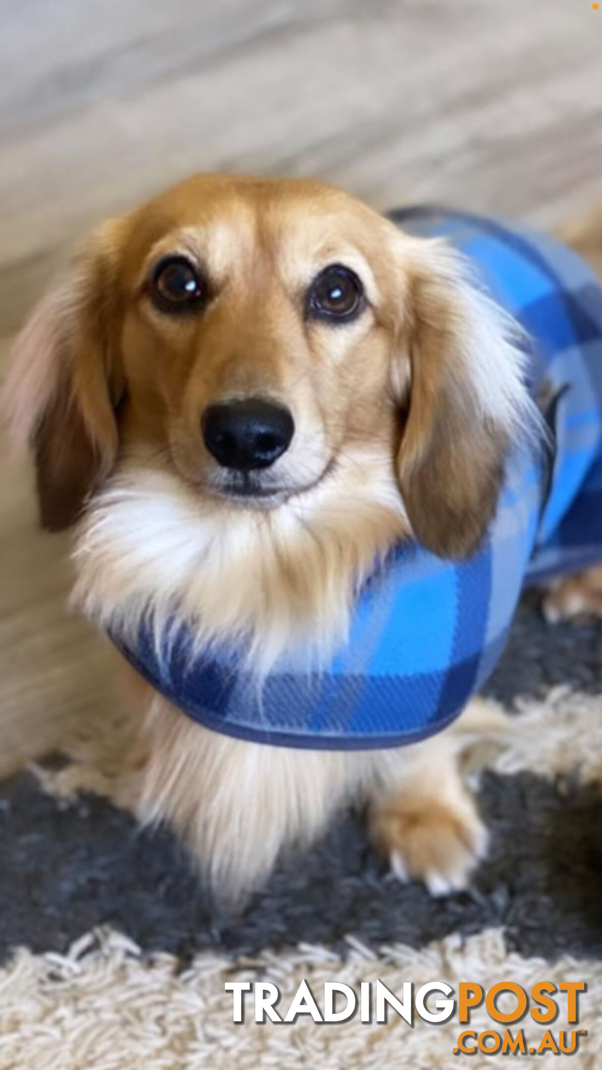 Beautiful Creamy Dreamy Miniature Longhaired Dachshund Puppies