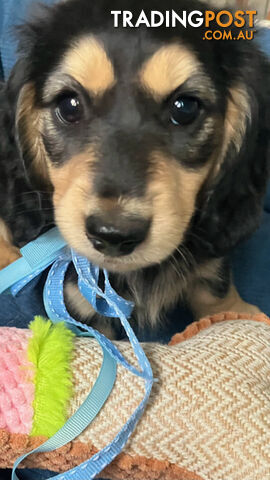 Beautiful Creamy Dreamy Miniature Longhaired Dachshund Puppies