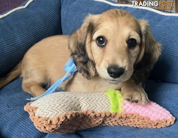 Beautiful Creamy Dreamy Miniature Longhaired Dachshund Puppies