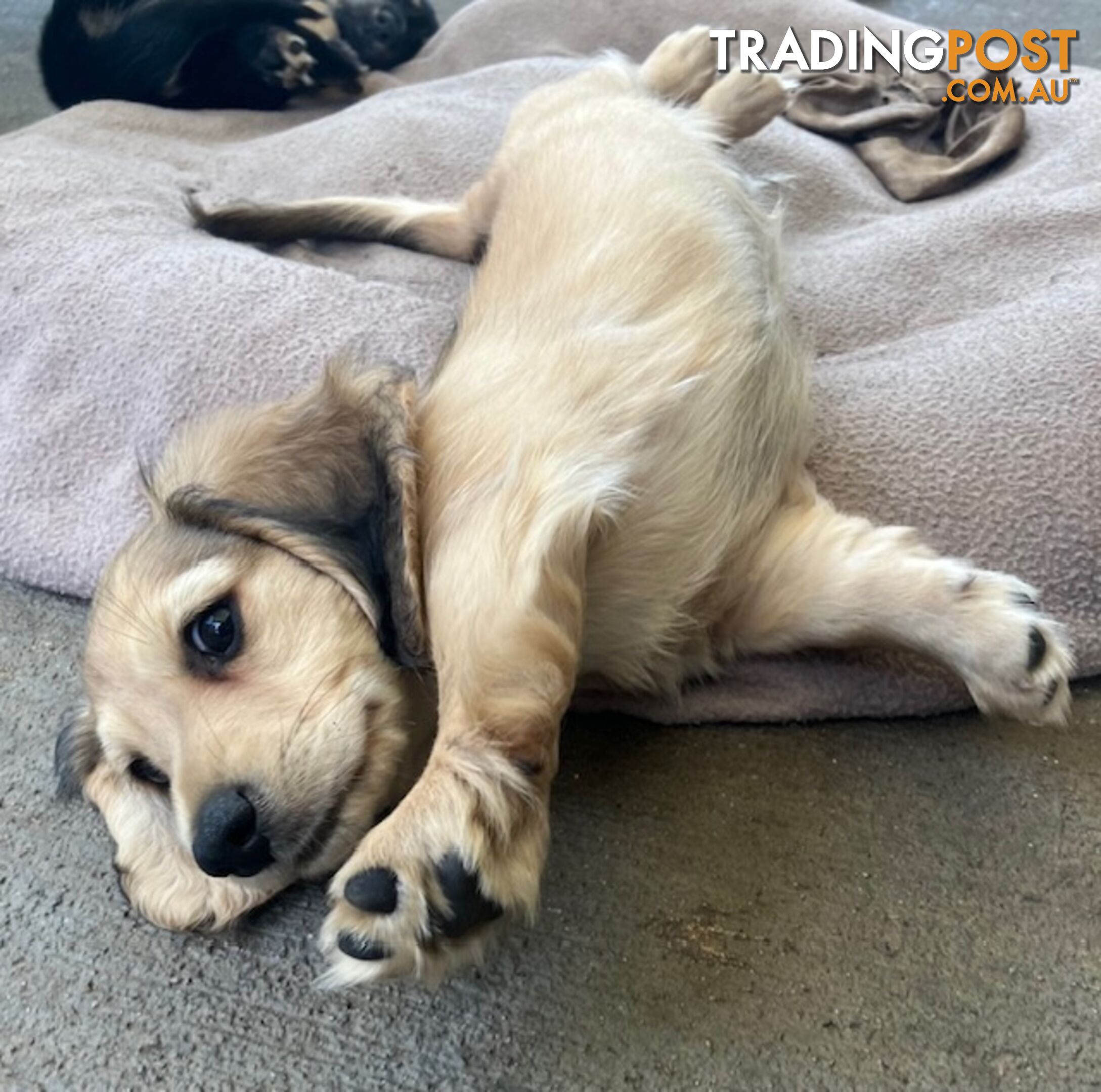 Beautiful Creamy Dreamy Miniature Longhaired Dachshund Puppies