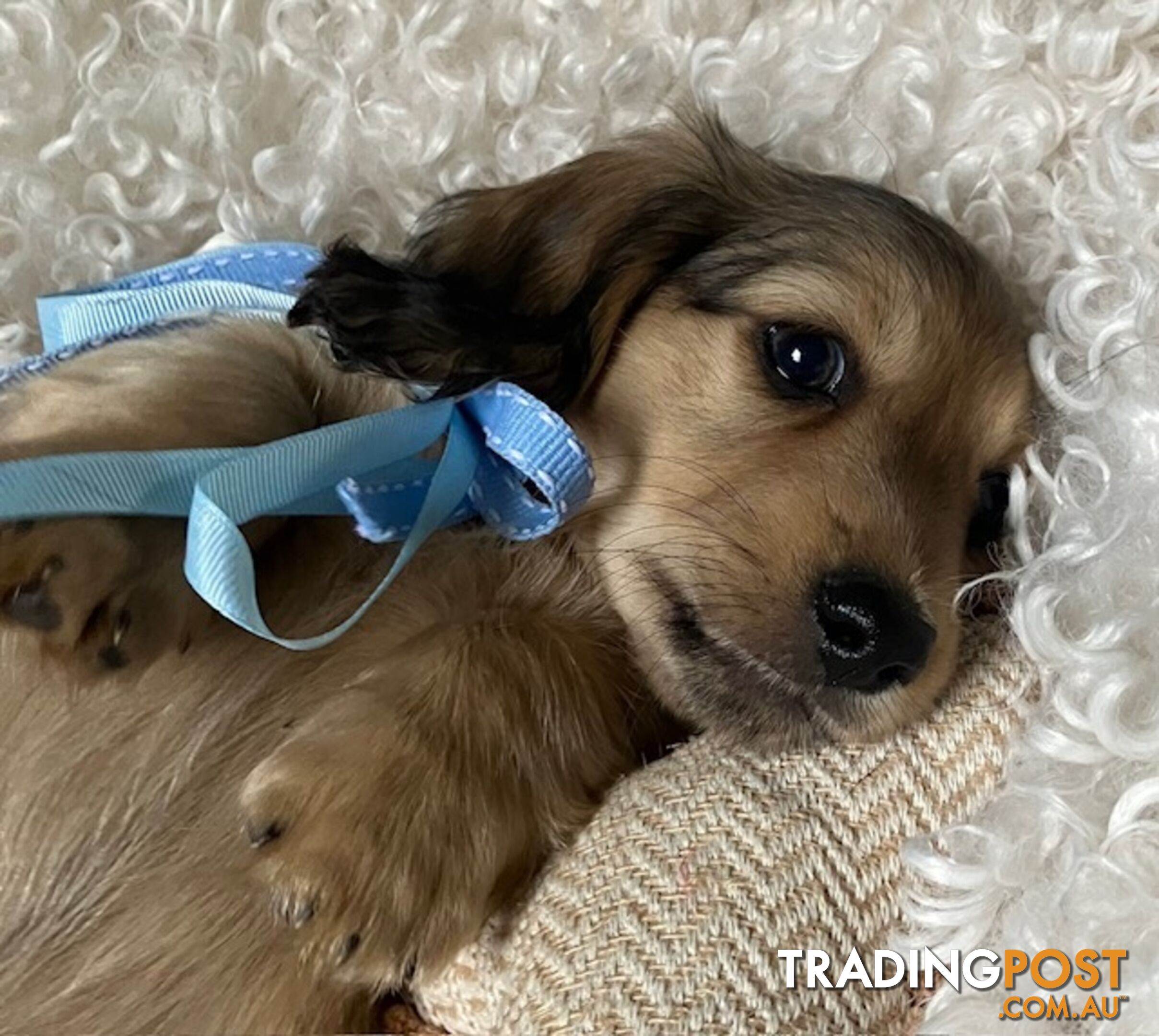 Beautiful Creamy Dreamy Miniature Longhaired Dachshund Puppies