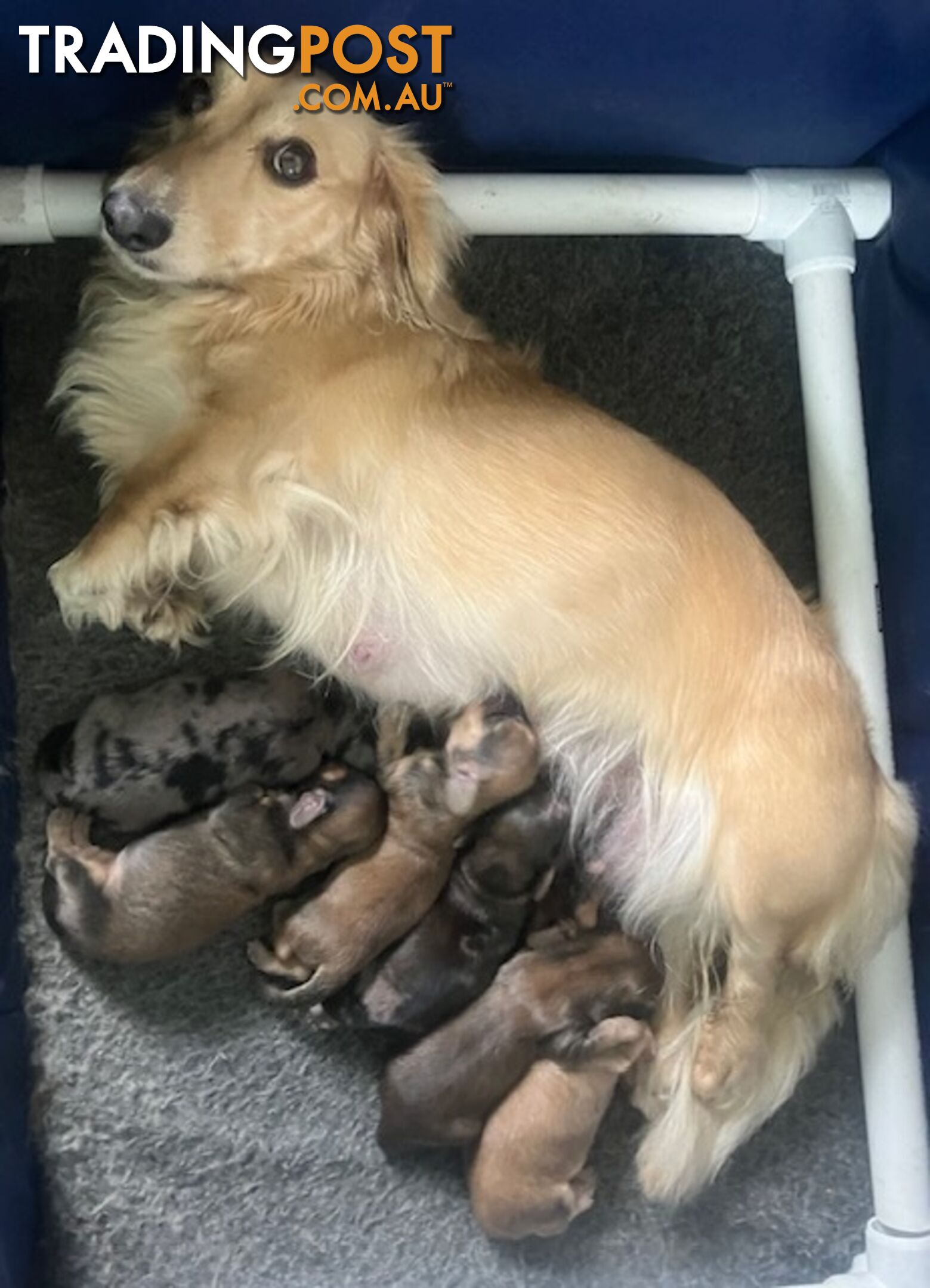 Beautiful Creamy Dreamy Miniature Longhaired Dachshund Puppies