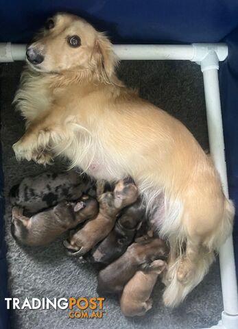 Beautiful Creamy Dreamy Miniature Longhaired Dachshund Puppies