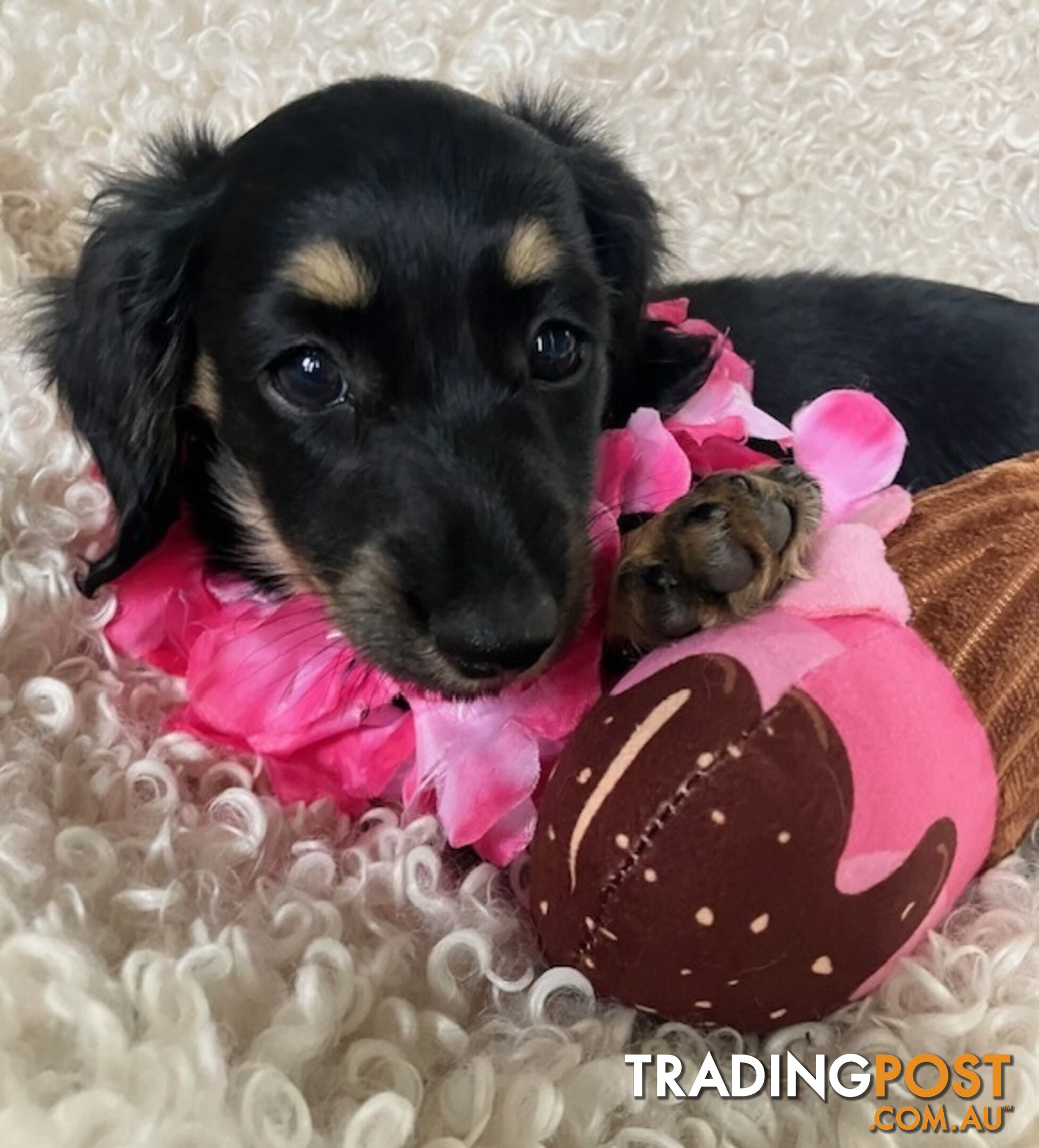 Beautiful Creamy Dreamy Miniature Longhaired Dachshund Puppies