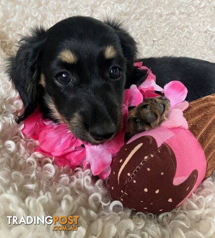 Beautiful Creamy Dreamy Miniature Longhaired Dachshund Puppies