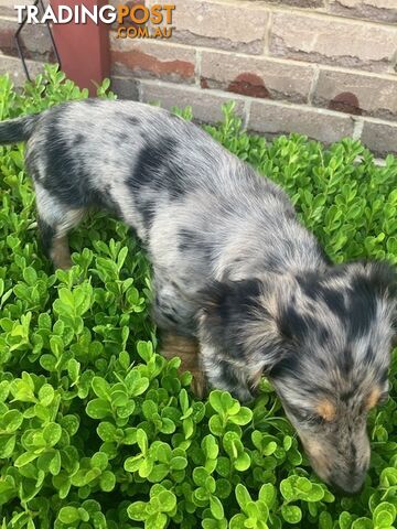 Miniature Longhaired Dachshund - A BEAUTIFUL little GIRL!