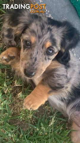 Miniature Longhaired Dachshund - A BEAUTIFUL little GIRL!