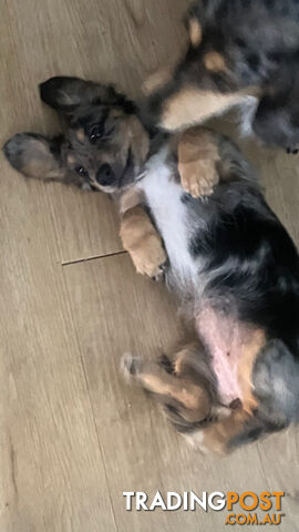 Miniature Longhaired Dachshund - A BEAUTIFUL little GIRL!