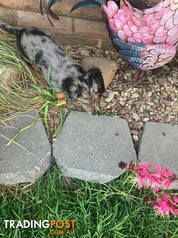 Miniature Longhaired Dachshund - A BEAUTIFUL little GIRL!