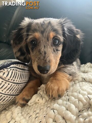 Miniature Longhaired Dachshund - A BEAUTIFUL little GIRL!