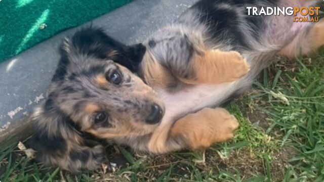 Miniature Longhaired Dachshund - A BEAUTIFUL little GIRL!