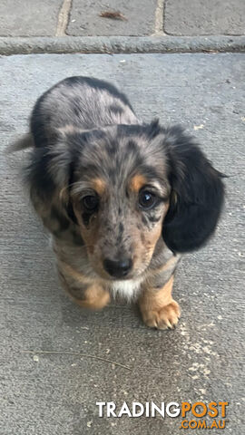 Miniature Longhaired Dachshund - A BEAUTIFUL little GIRL!