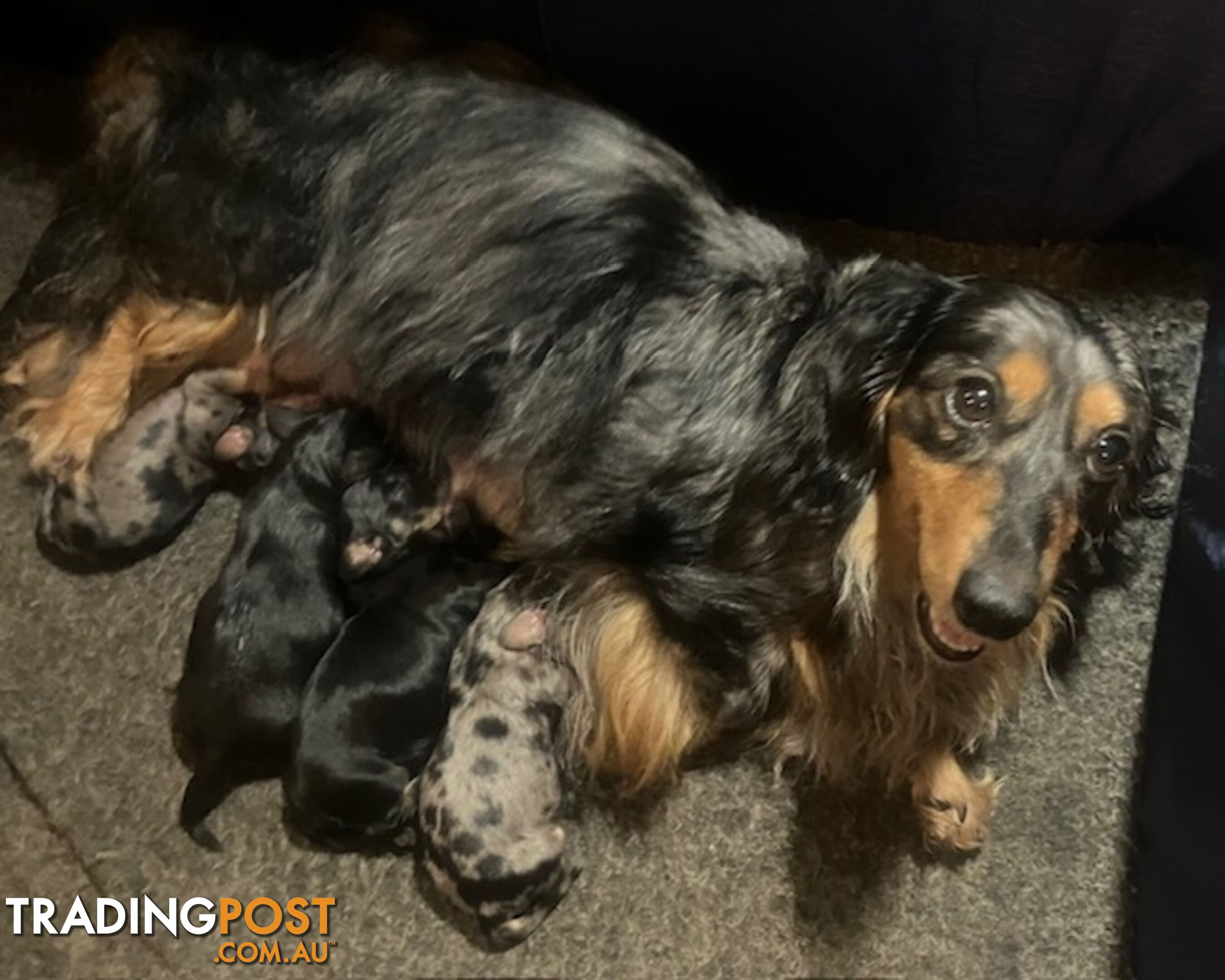 Adorable Miniature Cream Longhaired Dachshund Puppies