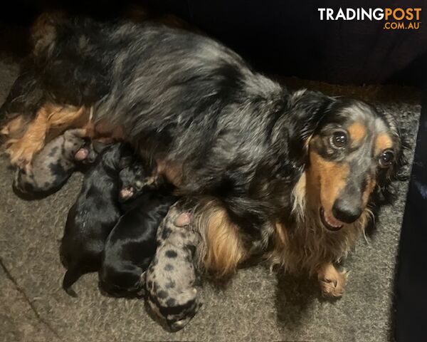 Adorable Miniature Cream Longhaired Dachshund Puppies