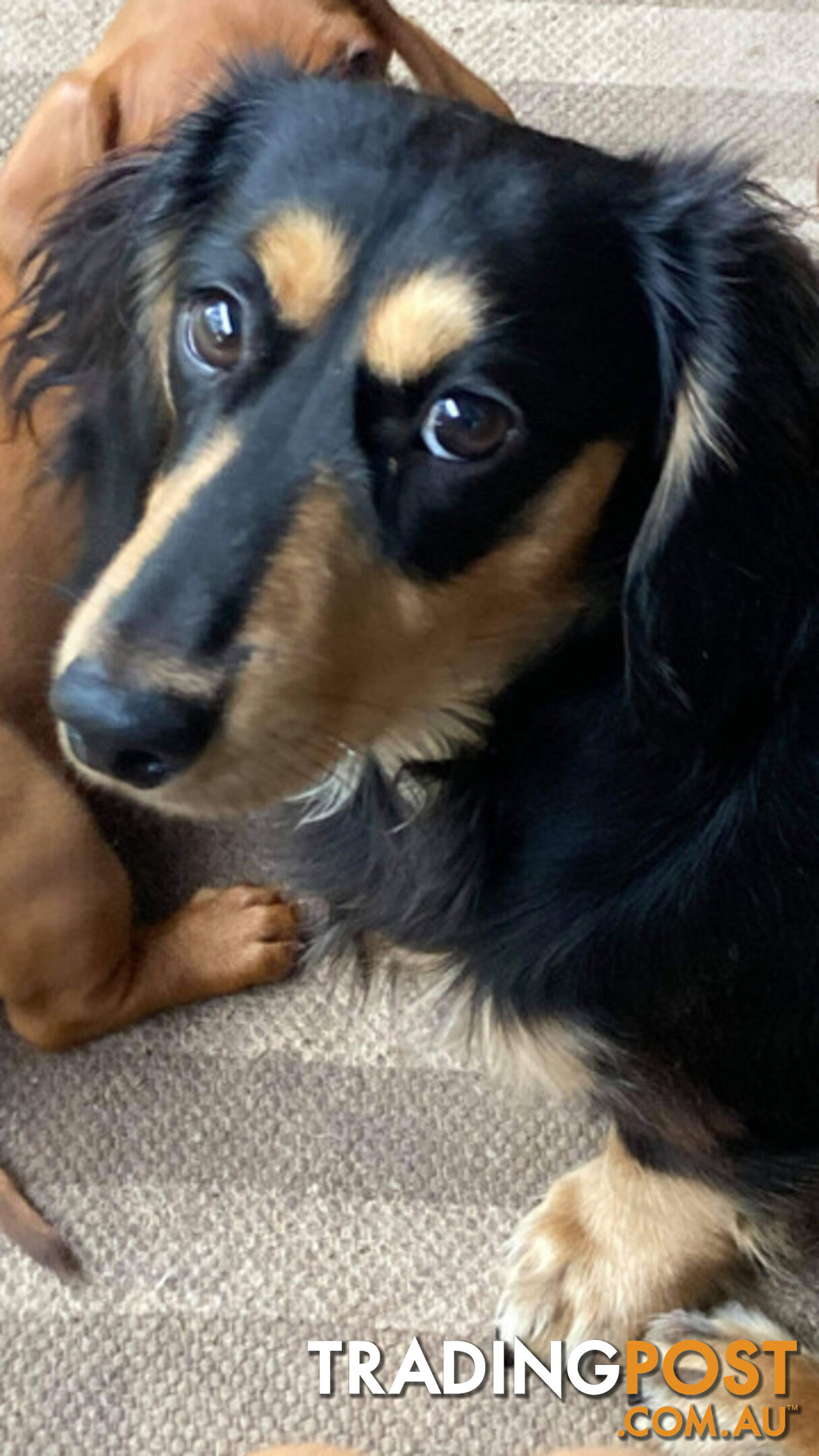 Adorable Miniature Cream Longhaired Dachshund Puppies