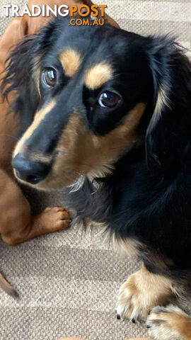 Adorable Miniature Cream Longhaired Dachshund Puppies