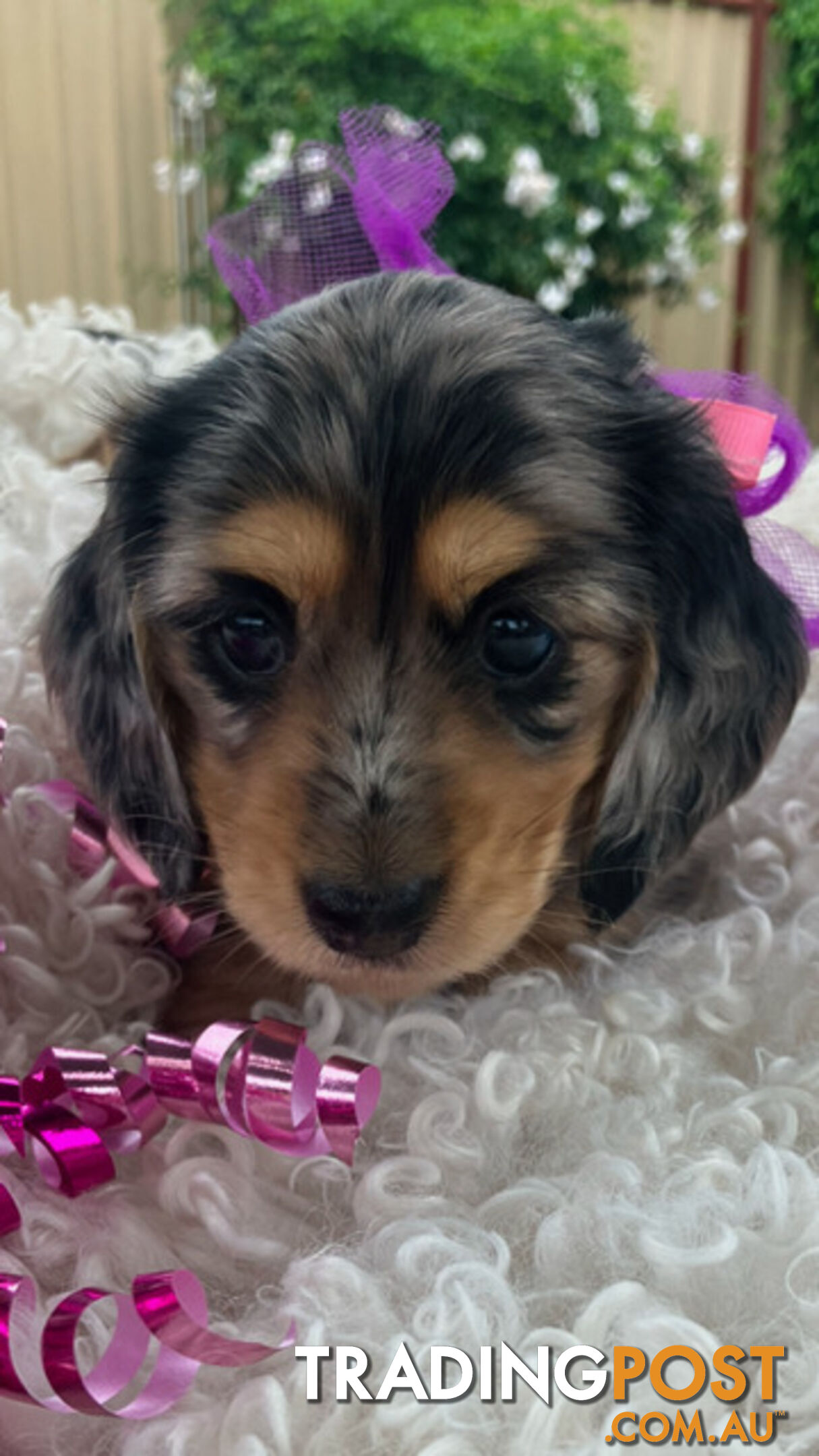 Adorable Miniature Cream Longhaired Dachshund Puppies