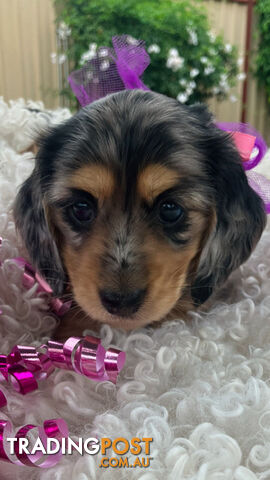 Adorable Miniature Cream Longhaired Dachshund Puppies