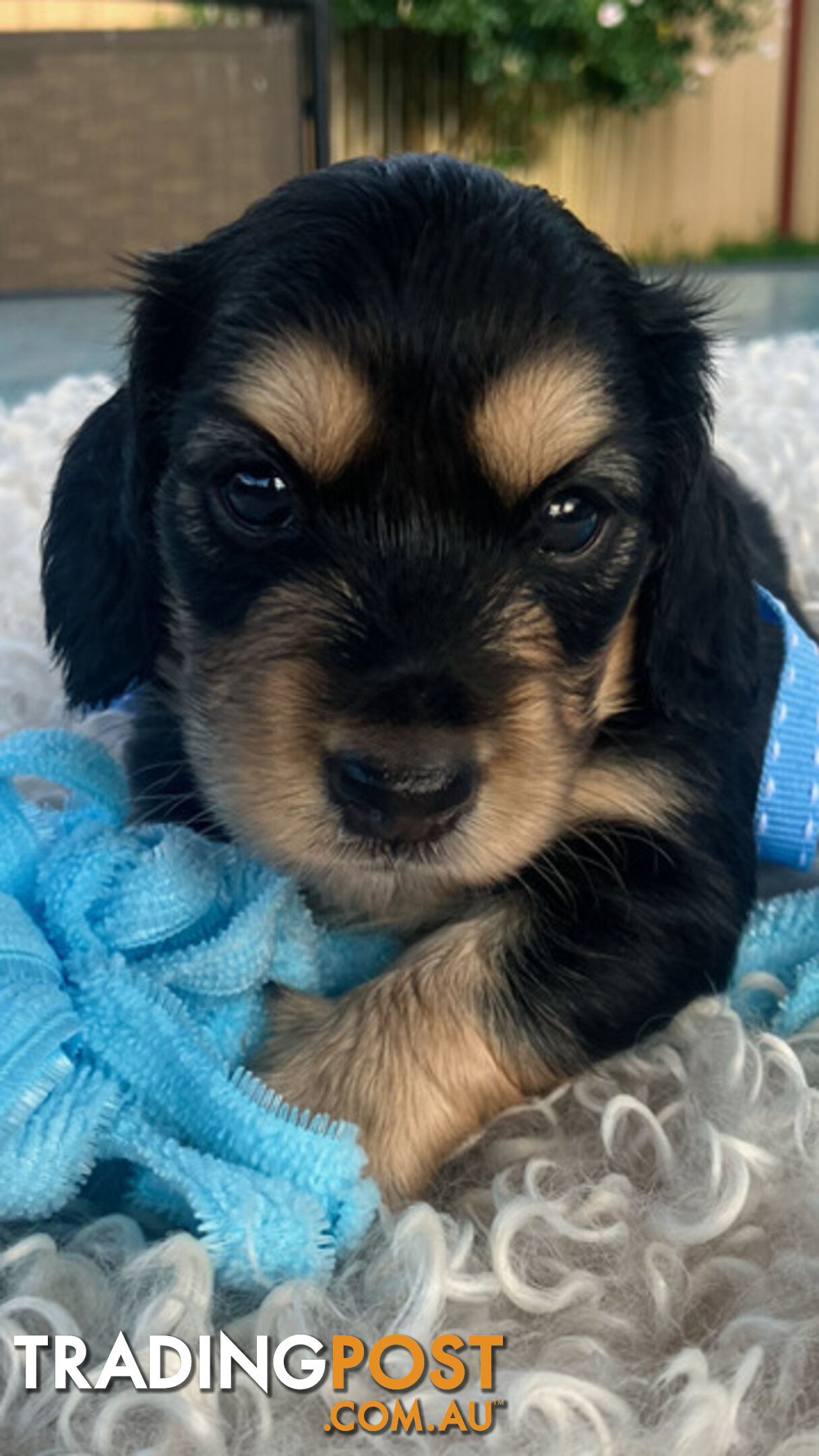 Adorable Miniature Cream Longhaired Dachshund Puppies