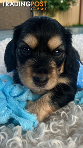 Adorable Miniature Cream Longhaired Dachshund Puppies