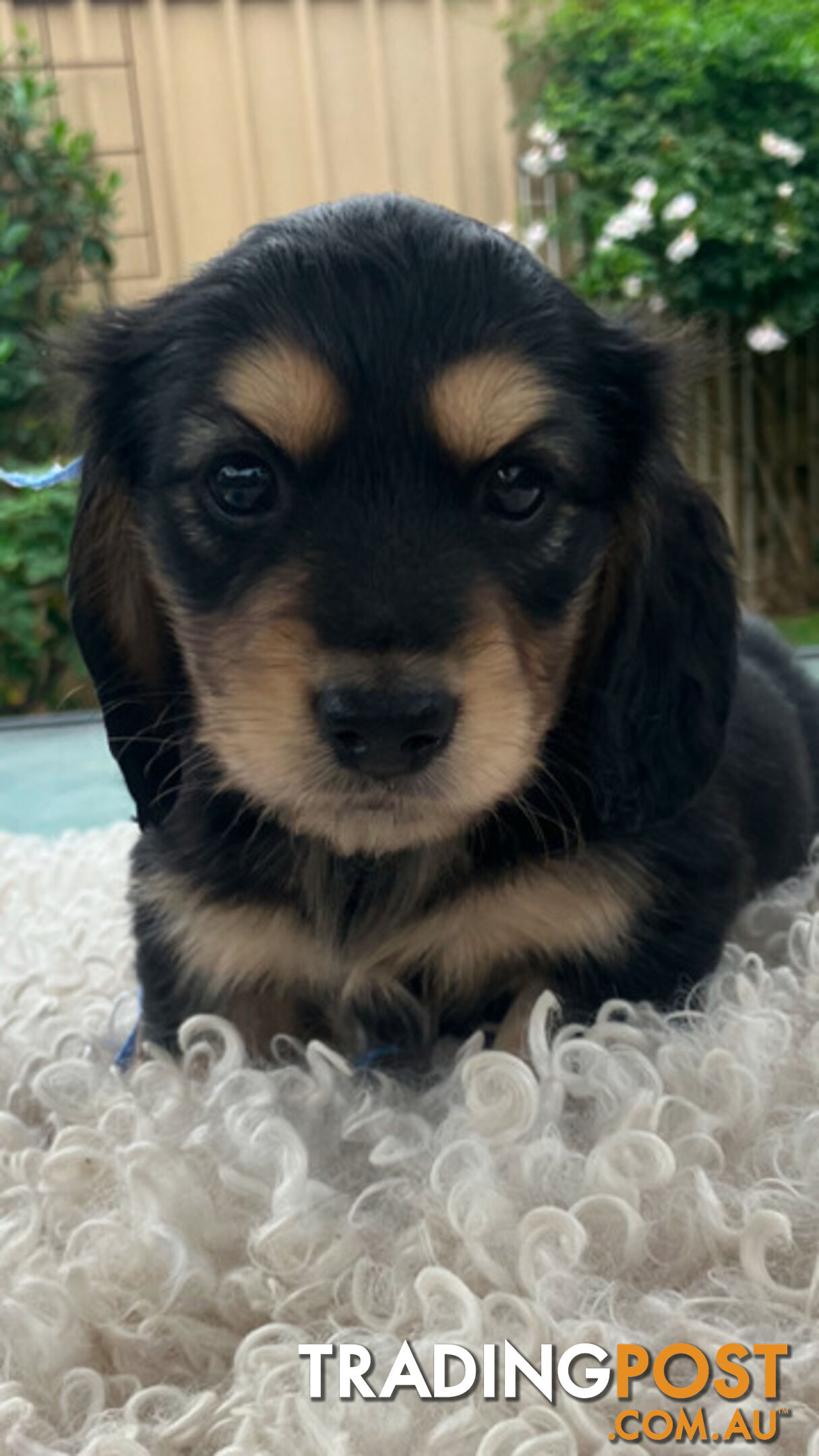 Adorable Miniature Cream Longhaired Dachshund Puppies