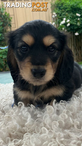 Adorable Miniature Cream Longhaired Dachshund Puppies