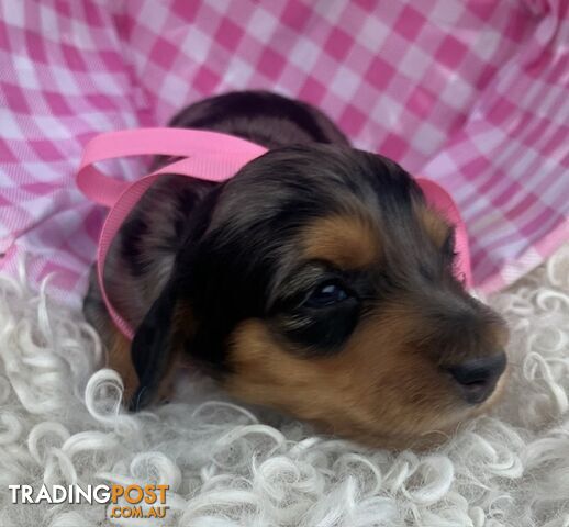 Adorable Miniature Cream Longhaired Dachshund Puppies