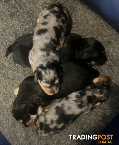 Adorable Miniature Cream Longhaired Dachshund Puppies