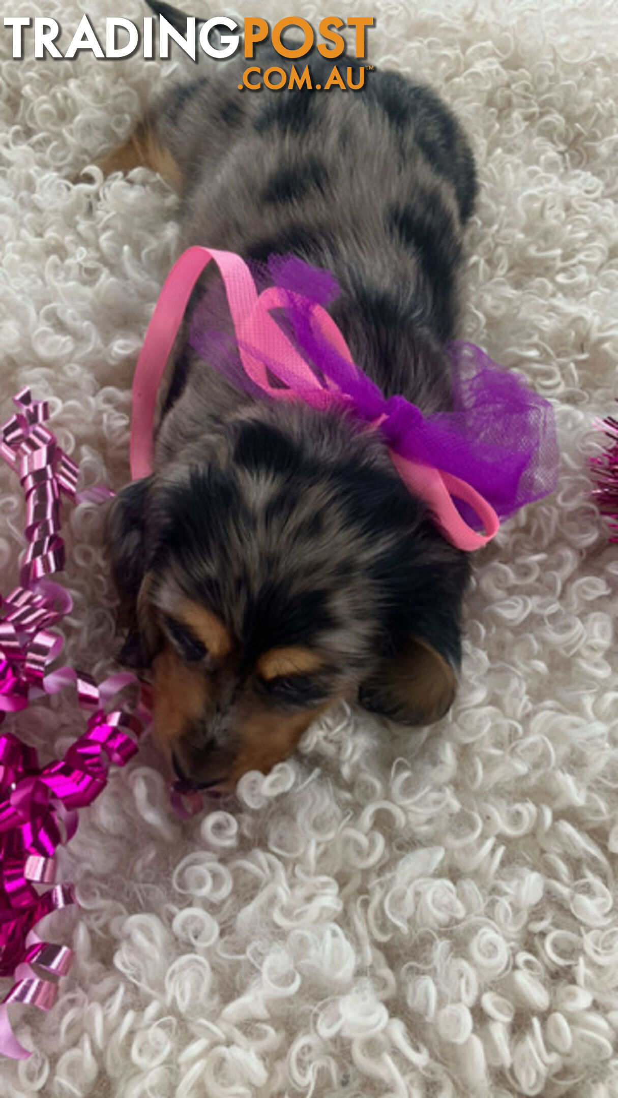 Adorable Miniature Cream Longhaired Dachshund Puppies