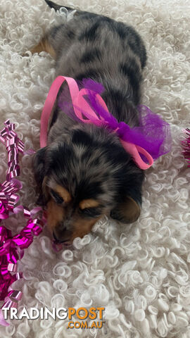 Adorable Miniature Cream Longhaired Dachshund Puppies