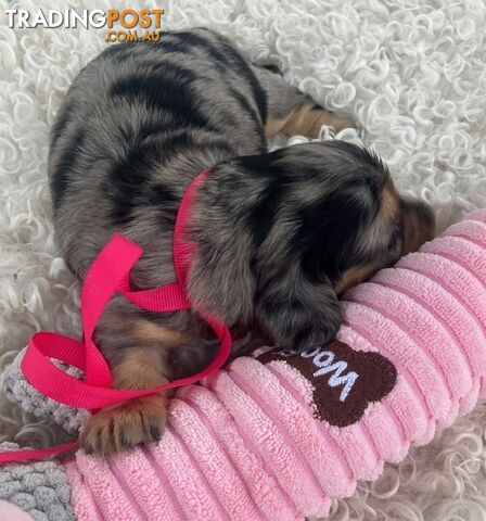 Adorable Miniature Cream Longhaired Dachshund Puppies