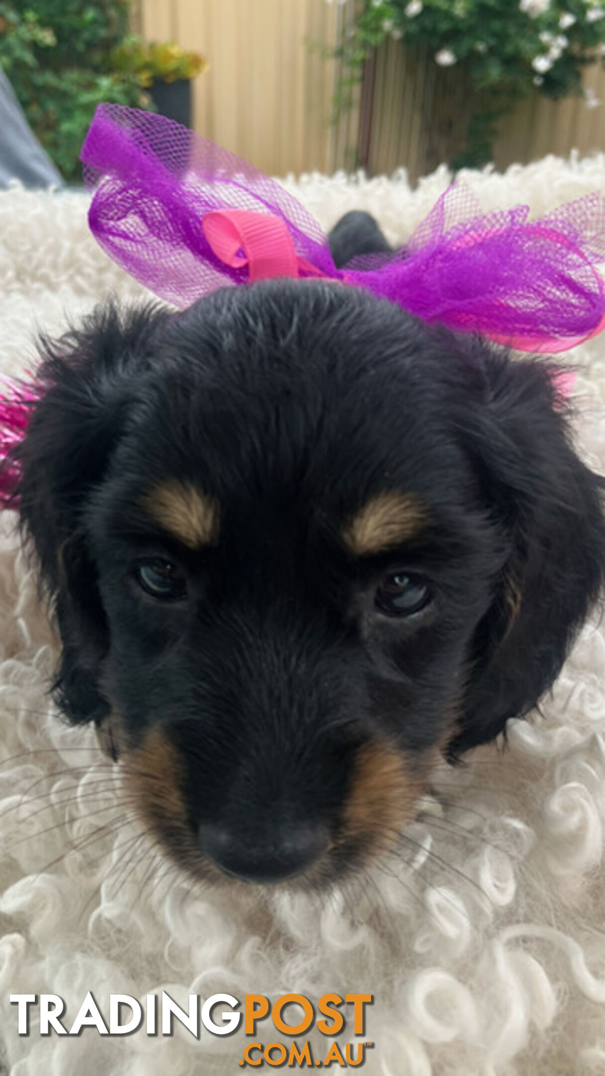 Adorable Miniature Cream Longhaired Dachshund Puppies