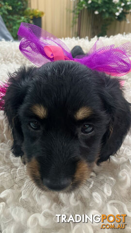 Adorable Miniature Cream Longhaired Dachshund Puppies