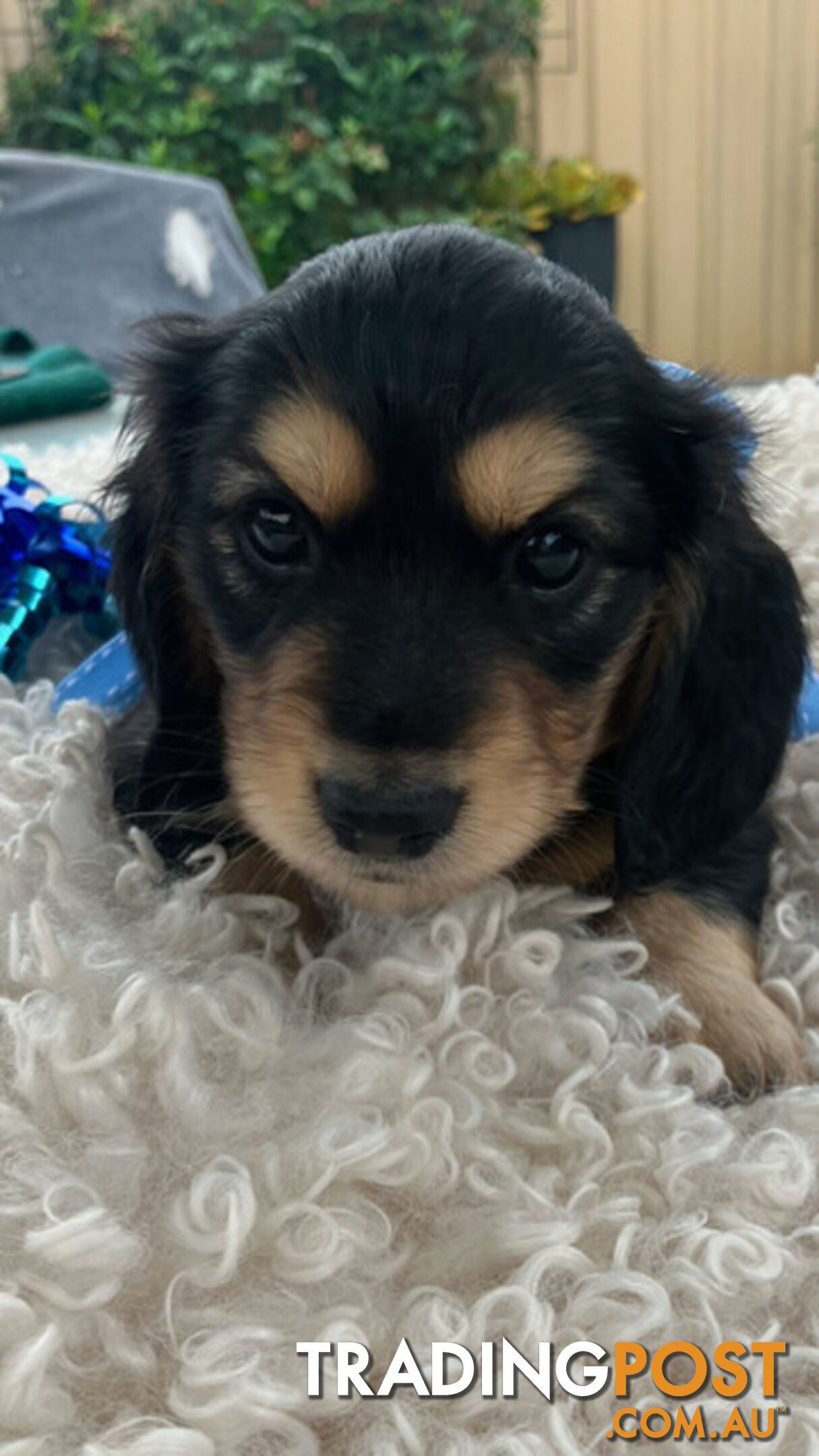 Adorable Miniature Cream Longhaired Dachshund Puppies