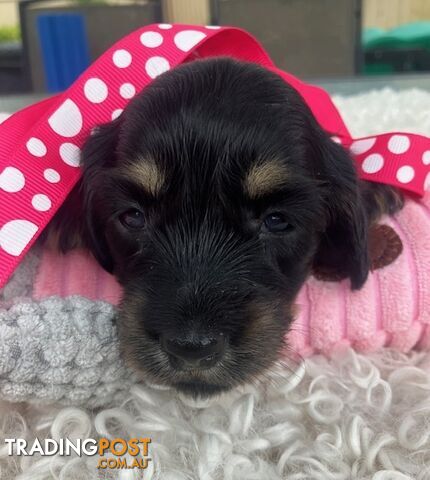 Adorable Miniature Cream Longhaired Dachshund Puppies