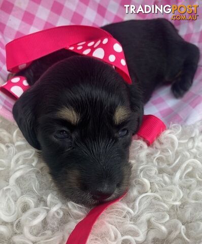 Adorable Miniature Cream Longhaired Dachshund Puppies