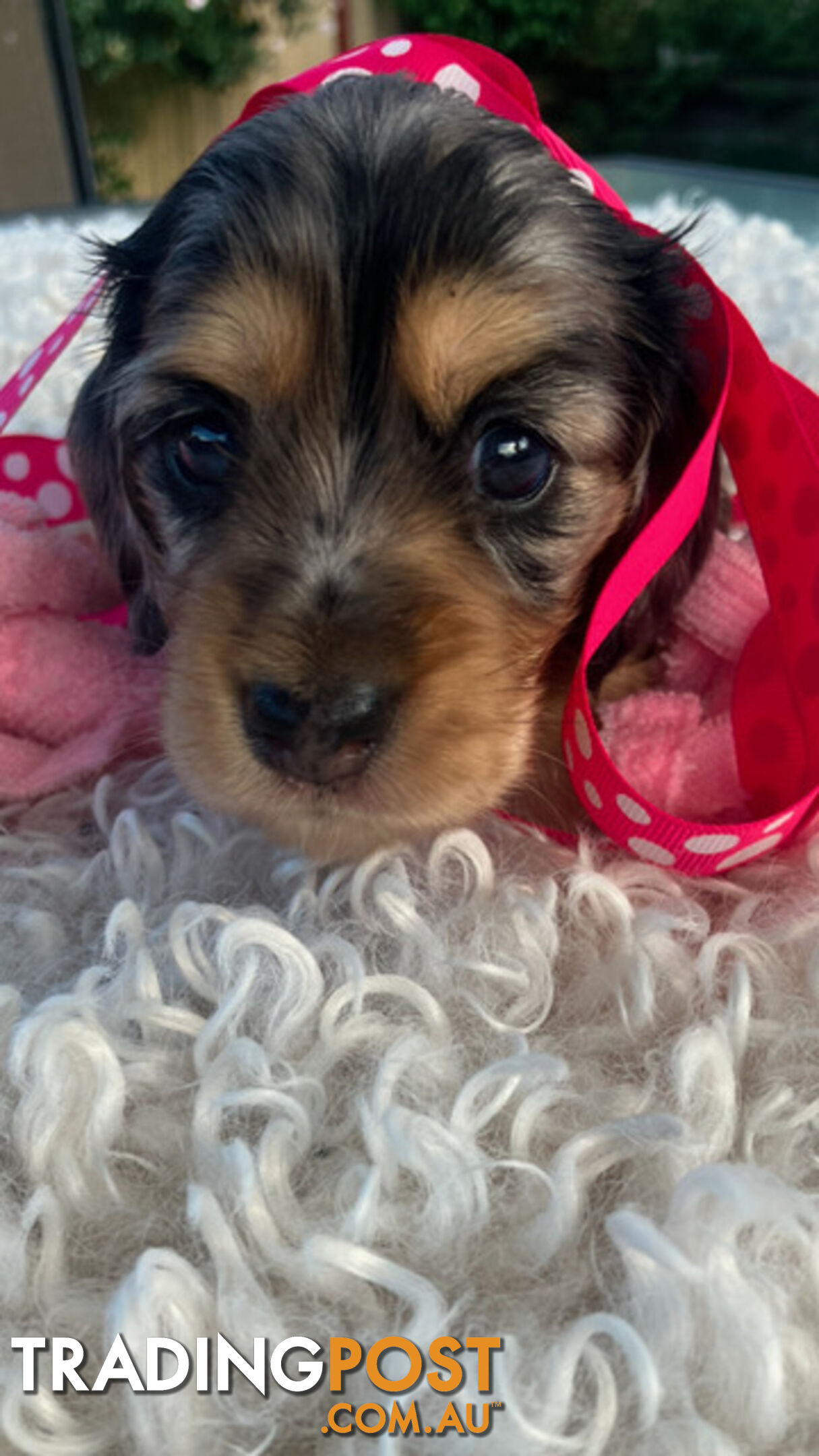 Adorable Miniature Cream Longhaired Dachshund Puppies