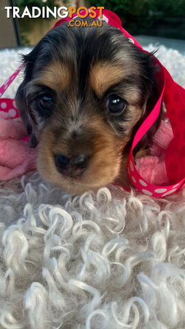 Adorable Miniature Cream Longhaired Dachshund Puppies