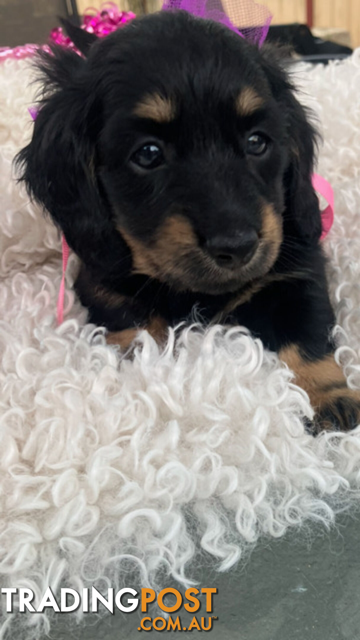 Adorable Miniature Cream Longhaired Dachshund Puppies