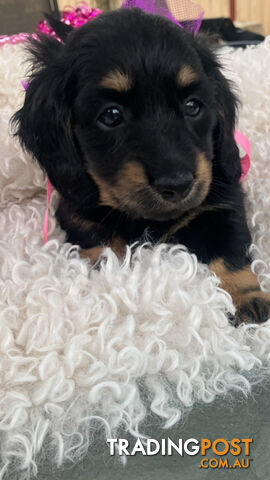 Adorable Miniature Cream Longhaired Dachshund Puppies